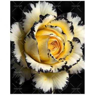 Imagem de Kit de pintura de beleza botânica por números para adultos - DIY creme rosa amarela com bordas de pétalas pretas pintura em tela 30 x 40 cm, conjunto de tinta acrílica emoldurada, adequado para