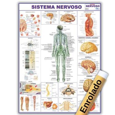 Imagem de Mapa Anatômico Enrolado Do Sistema Nervoso 120x90 Cm - Medicina - Enfe