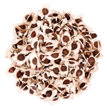 Imagem de 1.000 Semente de Moringa Plantio Silagem Gado Forragem Proteína Vegetal Alta Germinação