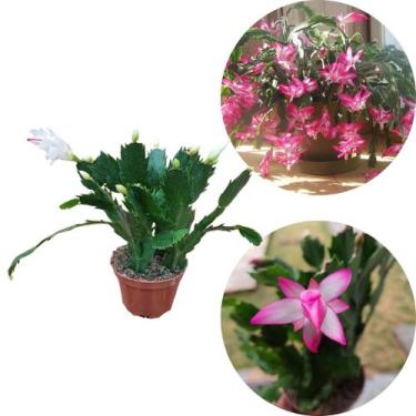 Imagem de Kit 3 Flor De Maio Cacto Schlumbergera truncata Cores Mista - Orquiflo