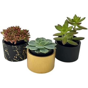 Imagem de Kit com 3 Vasos Decorativos em Cimento para Suculentas e Plantas Pequenas – 7cm de Diâmetro (Preto e dourado)