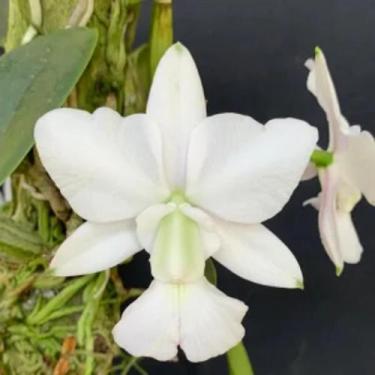 Imagem de Orquídea Walkeriana Alba Muda em Toquinho (2756) - Jardim com Flores