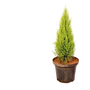 Imagem de Genérico, Muda de Tuia Limão 20 a 40cm AMK - Plantas Online