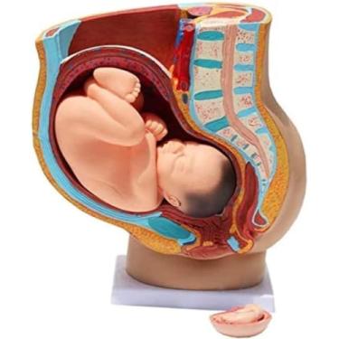 Imagem de 4 Peças Seção Pélvica Feminina Humana Pregnay Modelo Anatômico Pregnay 9 Meses Modelo D...