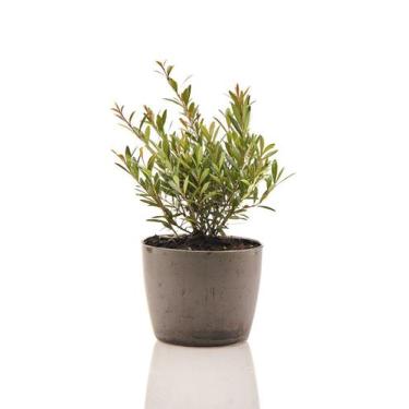 Imagem de Mini Cereja + Vaso Decorativo - Mini Plantas