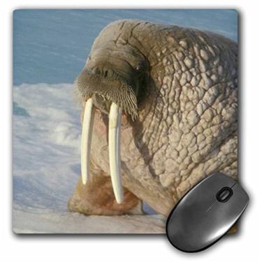Imagem de 3dRose LLC Mouse pad Arctic Svalbard Morsa Tusks Wildlife Jan and Stoney Edwards (mp_82395_1)