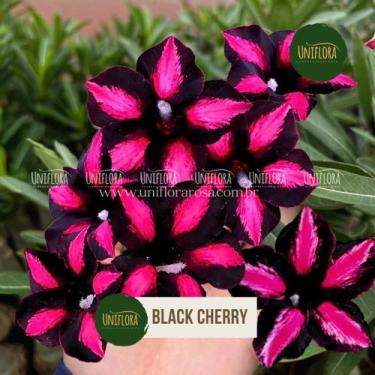 Imagem de Planta Rosa do Deserto FLOR SINGELA NEGRA COM PINK BLACK CHERRY - UNIF