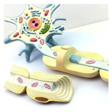 Imagem de Modelo de neurônio ampliado para medicina humana, modelo anatômico de neurônio do cérebro humano, medicina de estrutura de fibra nervosa