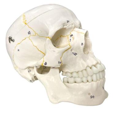 Imagem de Crânio Numerado em 2 partes - Anatomic TGD-0102-N