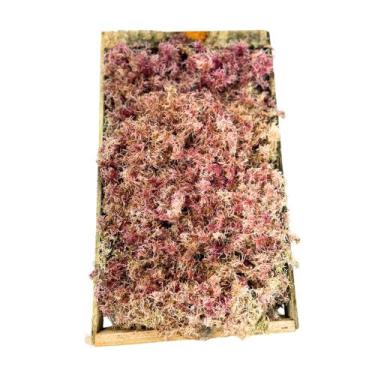 Imagem de  Caixa de Musgo Fofão Rosa Vivo Decoração Cerimônias Top Para Arranjo 