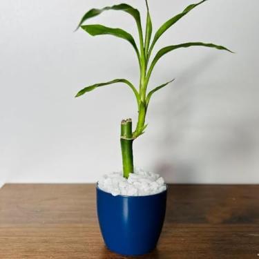 Imagem de Bamboo da Sorte com Vaso Decorativo Planta Feng Shui Prosperidade e Energia Positiva para Sala, Escritório Ideal para Moradores e Profissionais da Decoração Interior(2,Azul Marinho)
