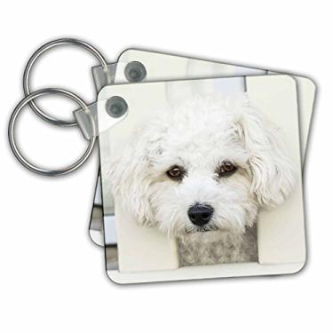 Imagem de 3dRose Chaveiros maltês. Cão de raça pequena. Cão amigável. Branco, conjunto de 2, 5,7 x 5,7 cm (kc_261457_1)