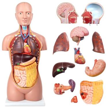 Imagem de HADWYN 12 peças de modelo anatômico removível do corpo humano, modelo de anatomia do tronco humano de 87,6 cm com modelo de coração, cabeça, crânio, cérebro, fígado, pulmões, para estudantes de