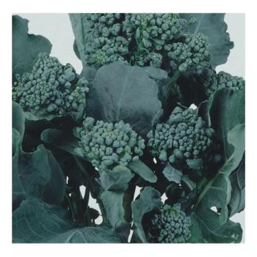 Imagem de Sementes de Brocolis Ramoso Santana Env C/ 600mg - FELTRIN