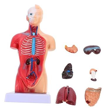Imagem de 2 Peças Manequim Modelos De Ensino De Anatomia Modelo De Torso Médico Humano Cavidade Anatômica Garganta Modelo De Corpo Anatômico Garganta Anatômica Para Brinquedo De Pvc