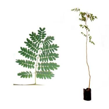 Imagem de Muda de Pau-ferro 20 a 40cm AMK - Plantas Online - AMK Jardinagem e Pa