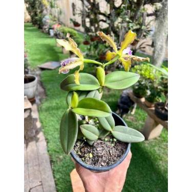 Imagem de Orquídea Cattleya Schileriana Verde Pintada Vaso Inteiro - doce l@r
