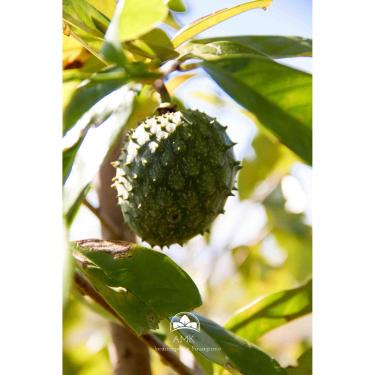 Imagem de Muda de Graviola (Em Ciclo Produtivo)