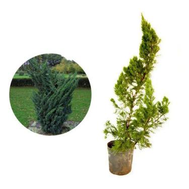 Imagem de Muda de Tuia Kaizuka 50 a 80cm AMK - Plantas Online - Genérico