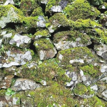 Imagem de Quadro Decorativo com Estampa Mossystone Wall Paper 30 x 30 Papel 2 unidades