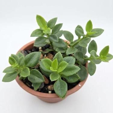 Imagem de Suculenta Rosinha do Sol ou Aptenia cordifolia cuia 13 - Generico