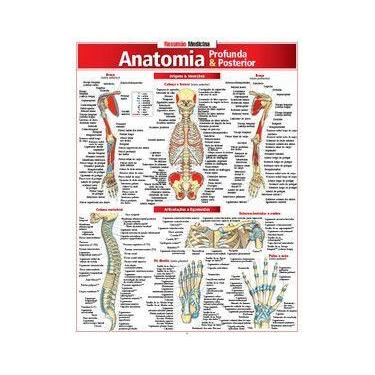 Imagem de Anatomia Profunda e Posterior - Resumão