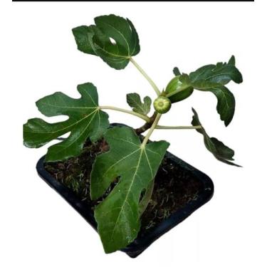 Imagem de Bonsai de figo frutífera com frutos e vaso fertilizada - Quintal do bo