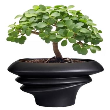 Imagem de SQOWL Vaso de bonsai de 25,4 cm - Vaso de cerâmica para suculentas com orifício de drenagem, vaso grande para plantas de interior, exterior, moderno, vaso de flores, decoração de casa, preto
