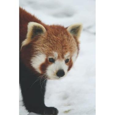 Imagem de Red Panda Notebook: Red Panda Journal Notebook For Red Panda Lovers | 6x9 120 Pages Blank Lined Journal Diary | Girls Women Boys Kids School Gift