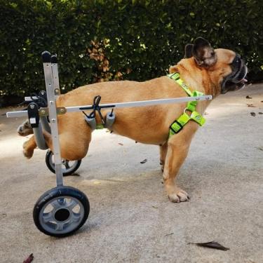 Imagem de PUJPOQRP Cadeira de rodas para animais de estimação cadeira de rodas para cães pequenas cadeiras de rodas para pernas traseiras, carrinho de auxílio de mobilidade ajustável, reboque de bicicleta para