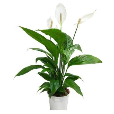 Imagem de Lirio da paz planta natural adulta proteção - Quintal do bonsai