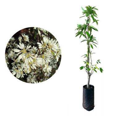 Imagem de Muda de Neve da Montanha (Euphorbia leucocephala) Altura de 20 a 40cm – arbusto ornamental, ideal para jardins tropicais, cercas vivas, atrativo para polinizadores, fácil cultivo e alta resistência