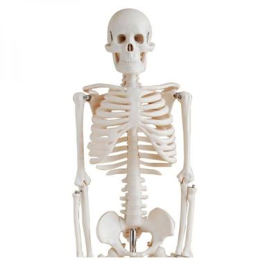 Imagem de Esqueleto Humano Padrão Articulado 85cm De Altura