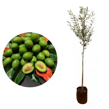 Imagem de AMK Jardinagem e Paisagismo, Muda de Azeitona Ceilon 20 a 40cm AMK - Plantas Online