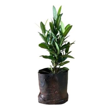 Imagem de Kit Com 50 Mudas De Mini Ixora Vermelha - AMK - Jardinagem e Paisagism