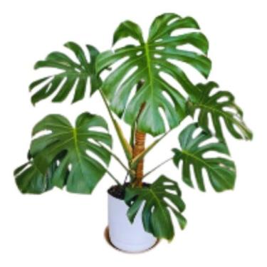 Imagem de 01 Muda Da Planta Costela De Adão De Envio Imediato Pronta entrega - B