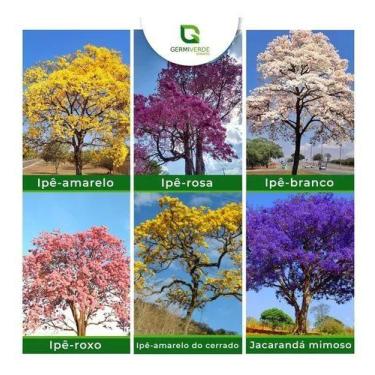 Imagem de Kit 130 Sementes 6 Cores De Ipês Jacarandá - GERMIVERDE SEMENTES