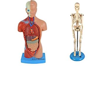Imagem de TORSO HUMANO DE 28CM EM 15 PARTES + ESQUELETO HUMANO DE 45CM