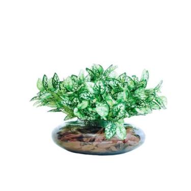 Imagem de Arranjo De Flores Artificiais Folhagem Real Terrário Vidro - La Caza S