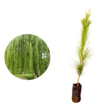 Imagem de Muda de Chorão Verdadeiro 20 a 40cm AMK - Plantas Online - AMK Jardina