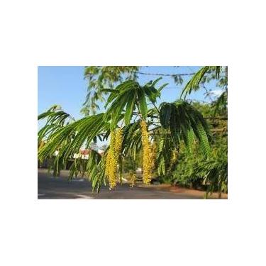 Imagem de Muda de Angico Vermelho - Anadenanthera Macrocarpa - Dancruz