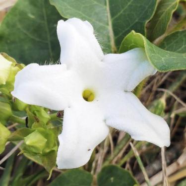 Imagem de Schubertia grandiflora (Cipó de leite) - Sementes - Genérico