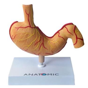 Imagem de Estômago Humano com Patologias, Anatomia - ANATOMIC