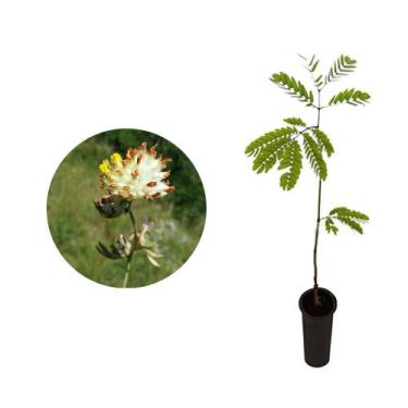 Imagem de Muda de Monjoleiro 20 a 40cm AMK - Plantas Online - AMK Jardinagem e P