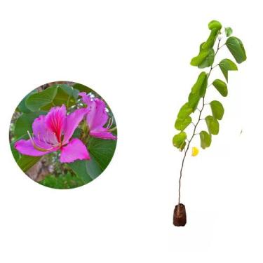 Imagem de Muda de Pata De Vaca Rosa 20 a 40cm AMK - Plantas Online - AMK Jardina