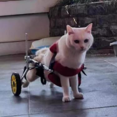 Imagem de Cadeira de rodas para cães pequenos - Carrinho ajustável de 2 rodas para cães com deficiência, suporte para membros traseiros para filhotes com deficiência, auxílio de mobilidade para animais de