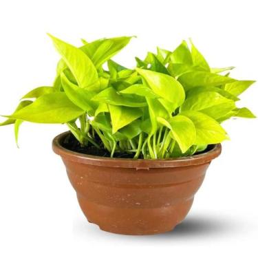 Imagem de Muda Planta Jiboia Amarela Cuia 21 Para Decoração Interna - Velling Ho