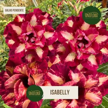 Imagem de Rosa do deserto FLOR DOBRADA E PERFUMADA COM GALHOS PENDENTES  ISABELL