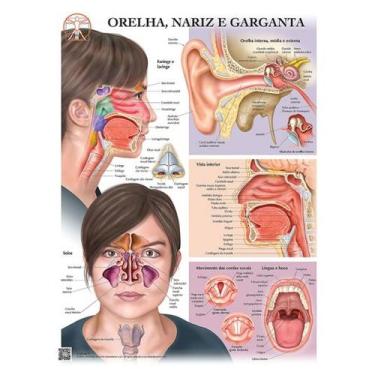 Imagem de Pôster Anatomia do Ouvido, Nariz e Garganta com Detalhes da Faringe e 