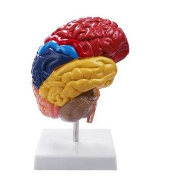 Imagem de Modelo Anatômico Cerebral Meio Cérebro P/ Estudo - GENERIC